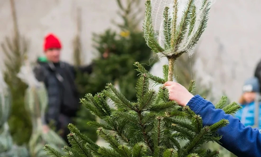 Порушення при продажу ялинок: у Полтавській області зафіксовано три факти